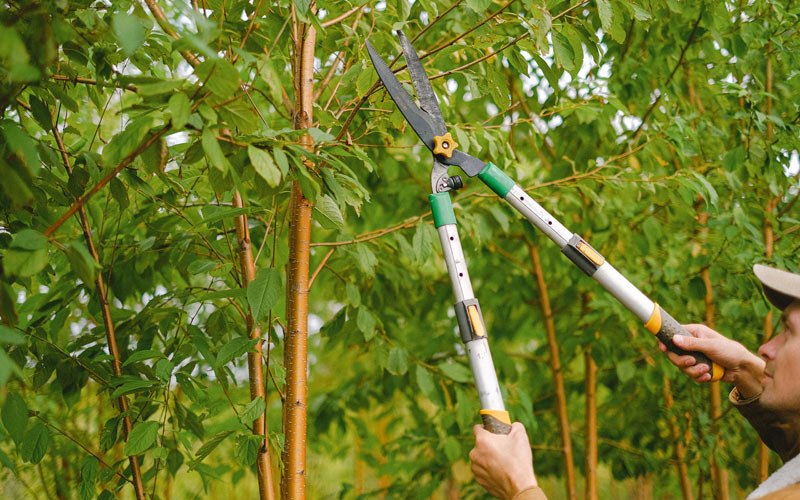 Tree trimming in Toledo, IA